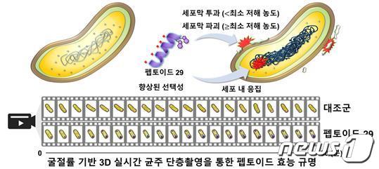 3차원 홀로토모그래피 활용 다제내성균 치료 항생제 원리 모식도.(GIST 제공)/뉴스1