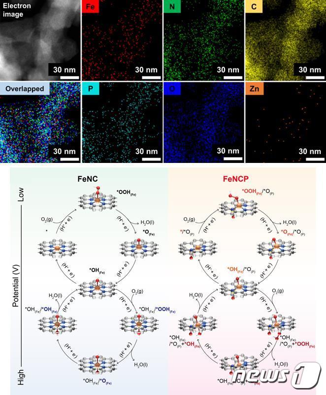 철-질소-탄소-인 원자분산촉매의 투과 현미경 이미지(위)와 고활성 메커니즘(아래)(KAIST 제공)/뉴스1