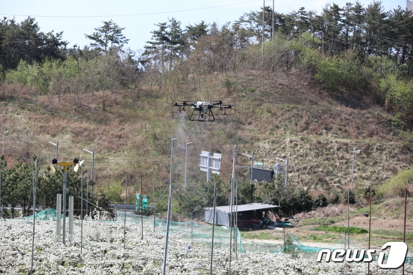 기장군농업기술센터에서 농업용 드론을 활용해 과수분야 시범 방제를 하고 있다