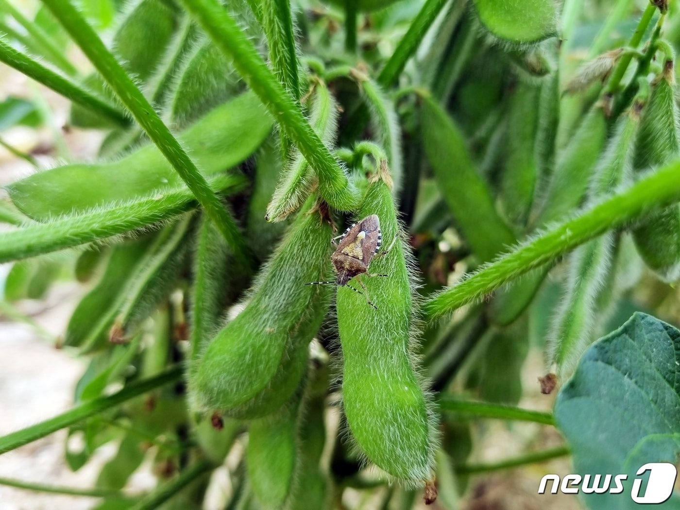 전북 정읍시농업기술센터(소장 전정기)는 콩의 생육과 기상을 대비해 불마름병, 탄저병 및 나방, 노린재 등 병해충 적기 방제에 힘써 줄 것을 당부했다.(정읍시 제공)2023.8.24/뉴스1 