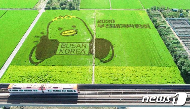 부산 대저 들녘 유색벼 활용 논 그림(부산시청 제공)