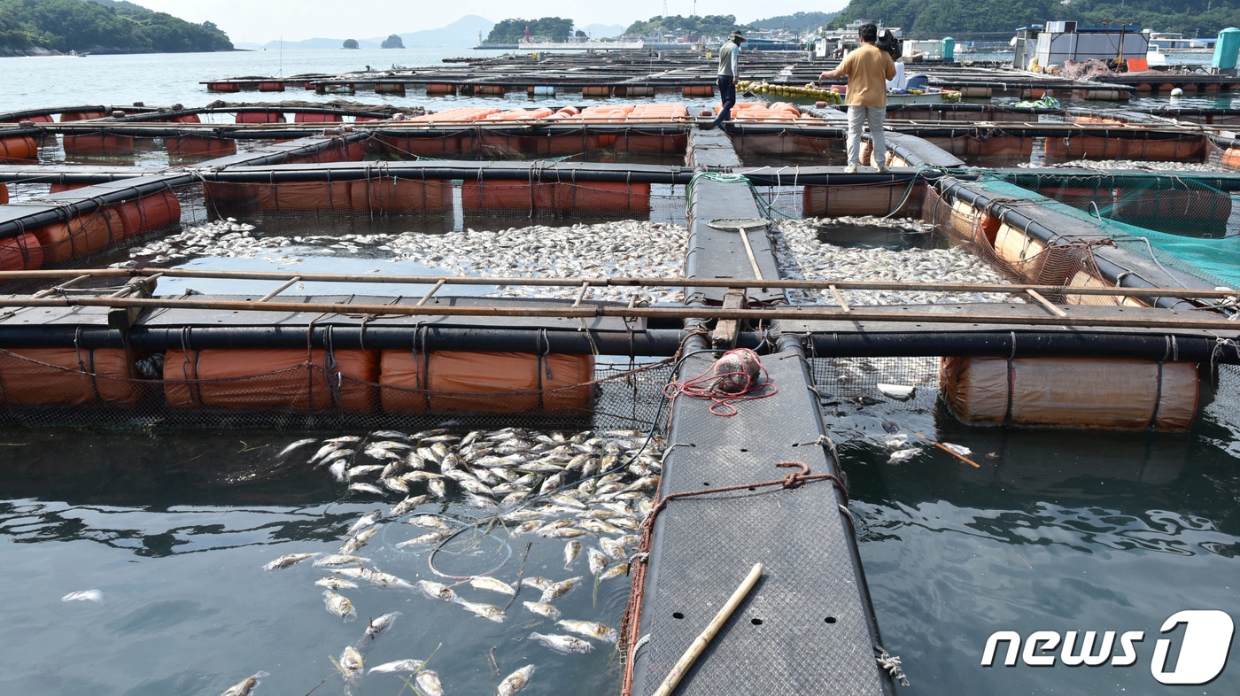 전남 여수 돌산의 한 가두리 양식장에서 한대성 어종인 우럭이  고수온으로 집단폐사해 있다./뉴스1 ⓒ News1 김동수 기자