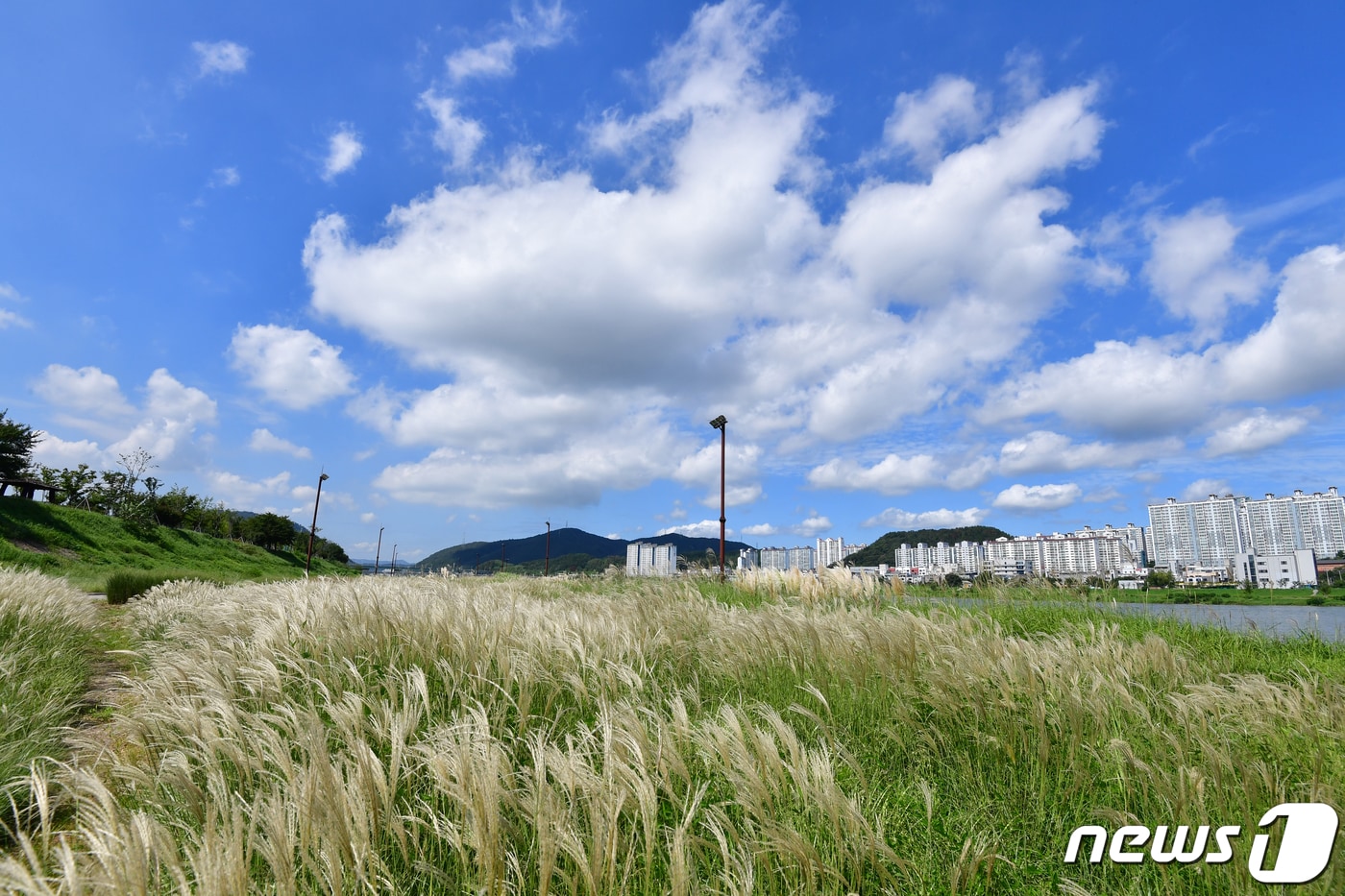 10일 경북 포항시 남구 연일읍 형산강 억새밭 위로 푸른 가을 하늘이 펼쳐지고 있다.2023.9.10/뉴스1 ⓒ News1 최창호 기자