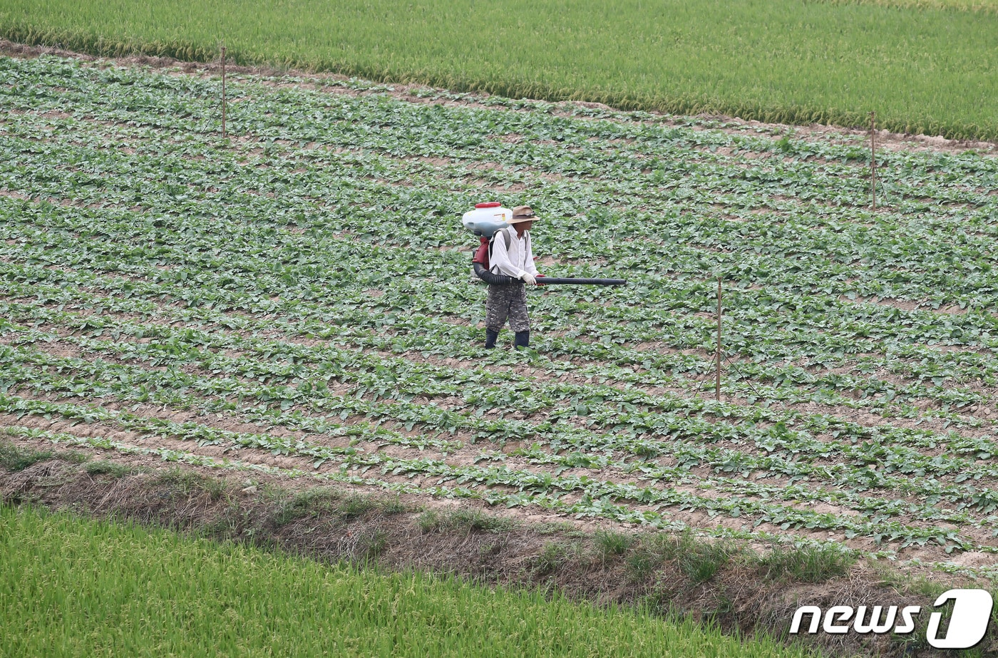 경북 고령군 개진면 한 무밭에서 농부가 비 내리기 전 미리 비료를 뿌리고 있다. (자료사진) 2023.9.13 ⓒ 뉴스1 공정식 기자