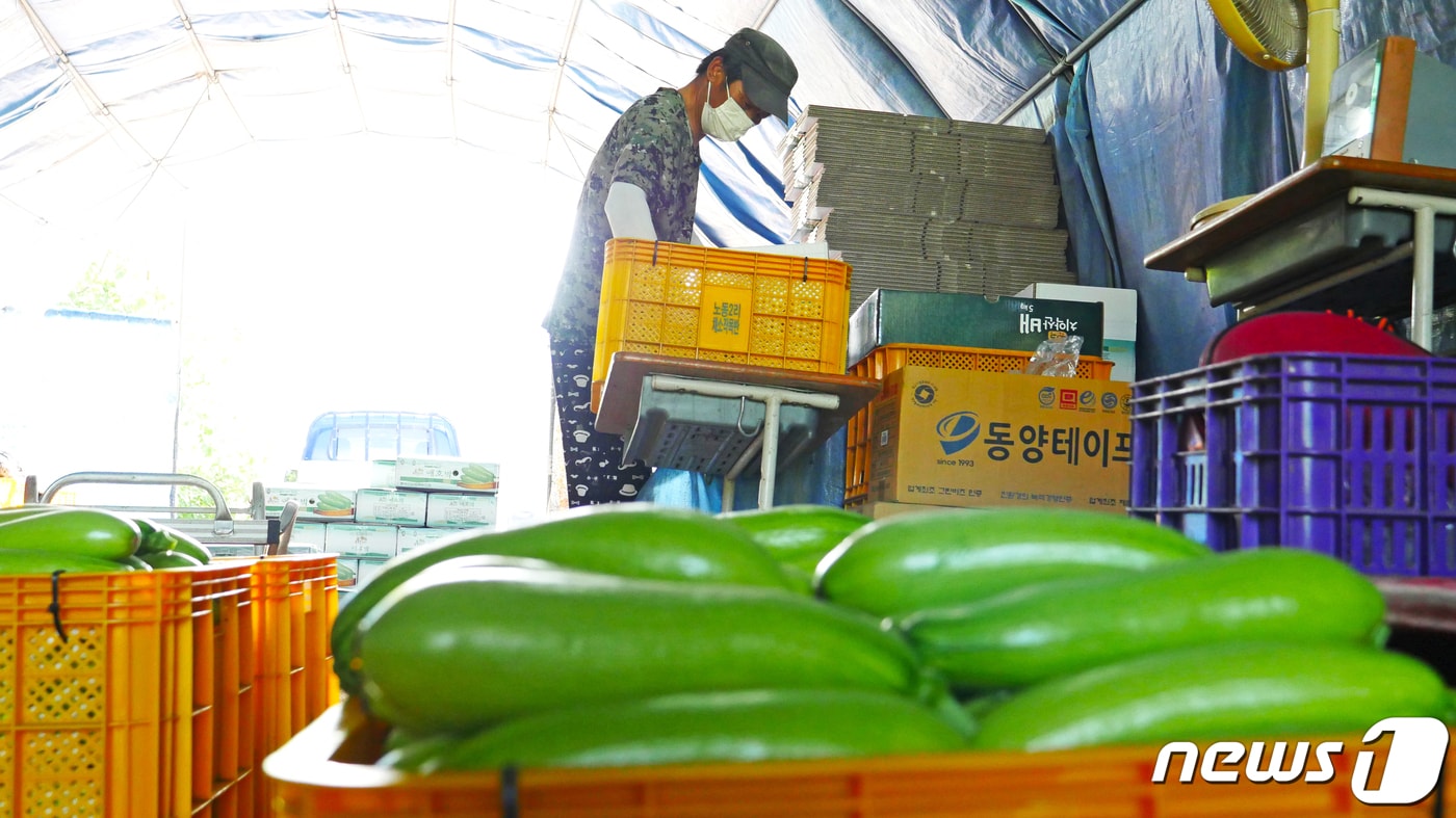 강원 화천산 애호박 출하.&#40;화천군 제공&#41;