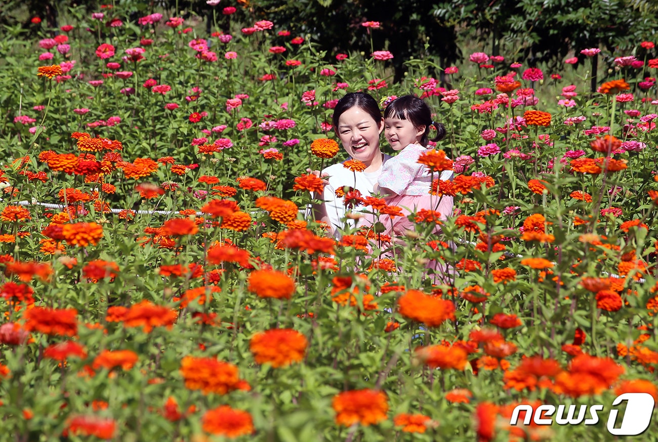 강원 평창읍 평창강 일원에서 개막한 ‘2023 평창백일홍축제’를 찾은 방문객들이 만개한 백일홍을 즐기고 있다. 2023.9.22/뉴스1