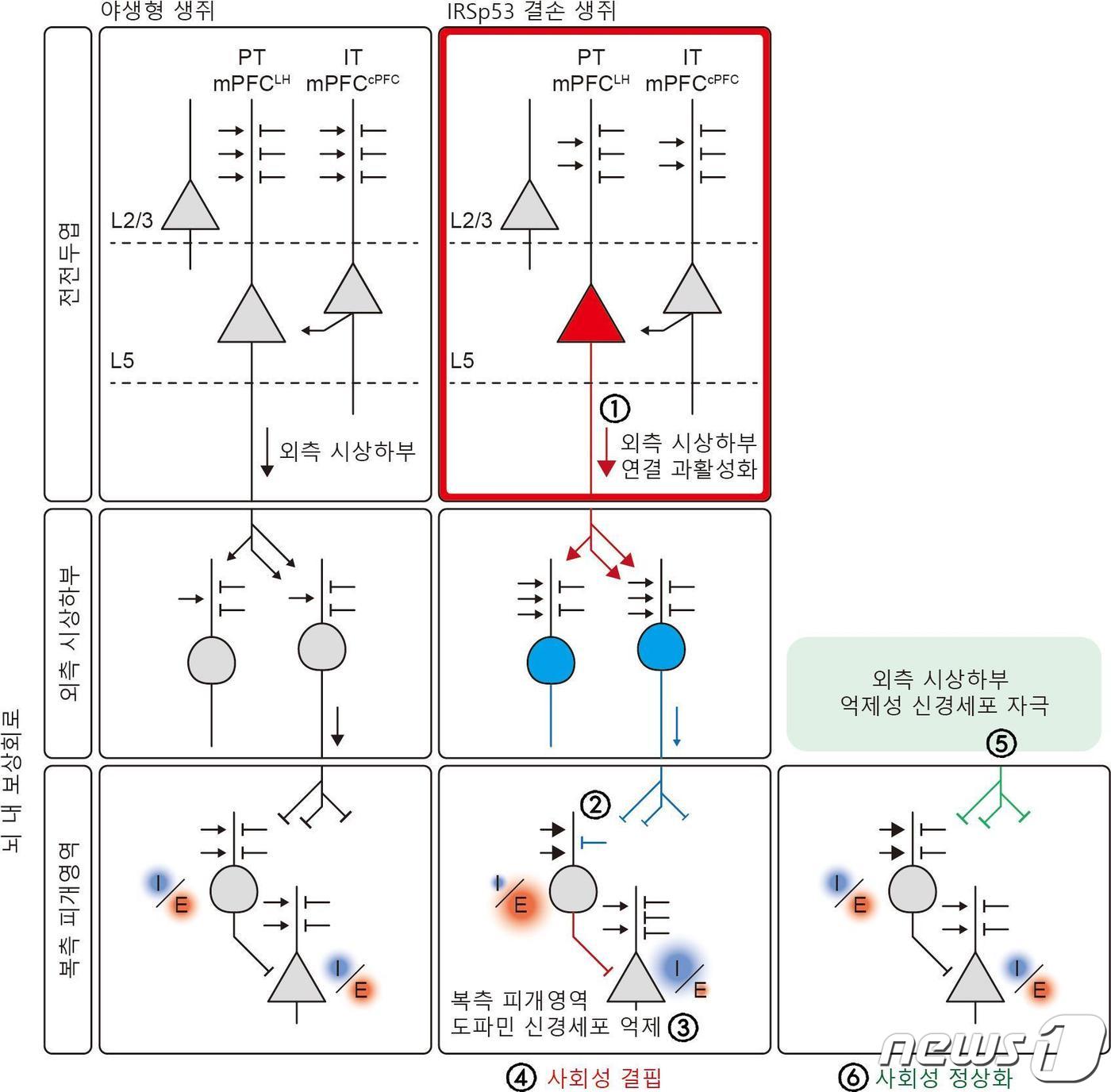 대뇌 전전두엽의 ‘시냅스 단백질 IRSp53’ 결손과 보상회로의 연관성.&#40;IBS 제공&#41;/뉴스1