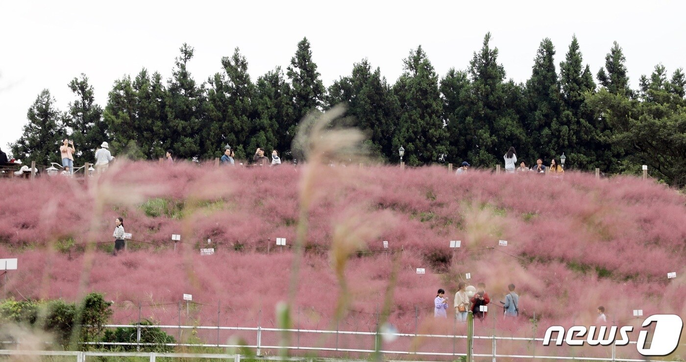 지난달 30일 오후 제주시 애월읍 새별오름 인근 한 카페에 핑크뮬리가 피어있다.2023.9.30/뉴스1 ⓒ News1 고동명 기자