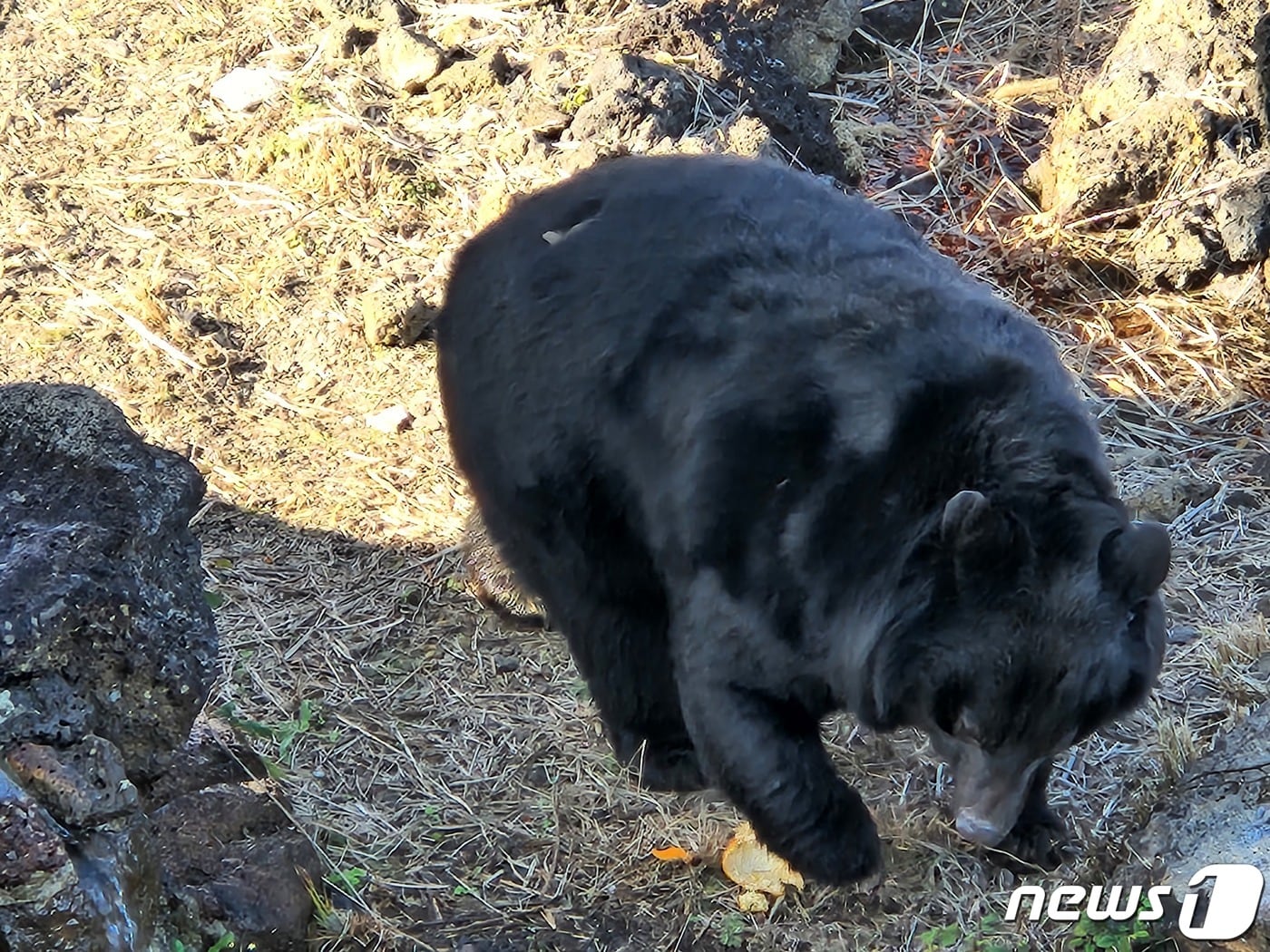 대구지방환경청은 19일 경북 경산의 야산에서 곰이 출현했다는 대구지역 언론보도와 관련해 현장조사에 나선다고 밝혔다. 사진은 가슴반달곰. (사진은 기사 내용과 무관함) 뉴스1 ⓒ News1 DB