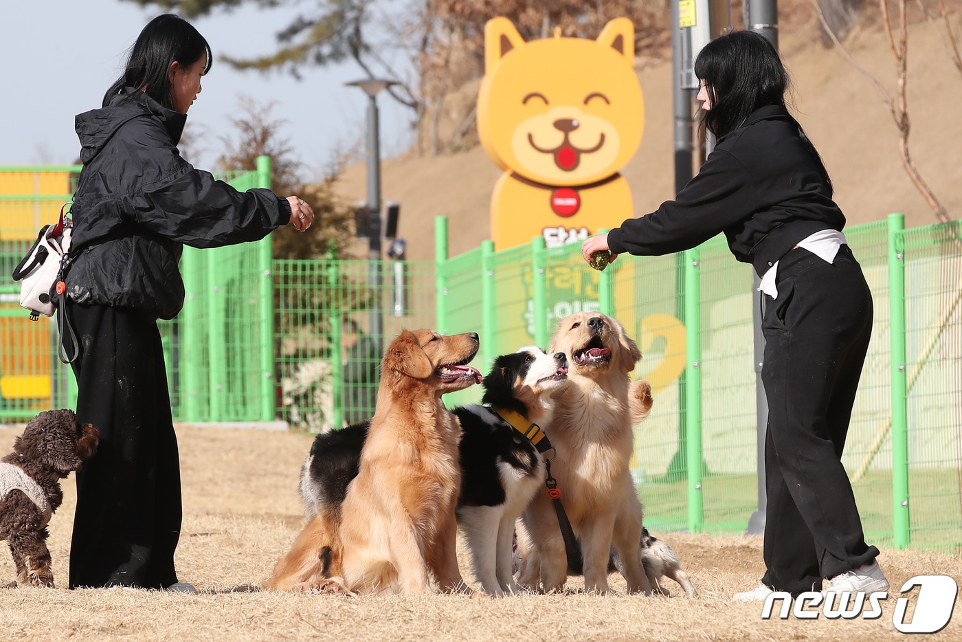 지난해 1월 대구 달서구 성서공단로 287에 임시 개장한 '달서 반려견 놀이터'를 찾은 반려견이 보호자와 놀이를 즐기는 모습. 2024.1.16/뉴스1 ⓒ News1 공정식 기자
