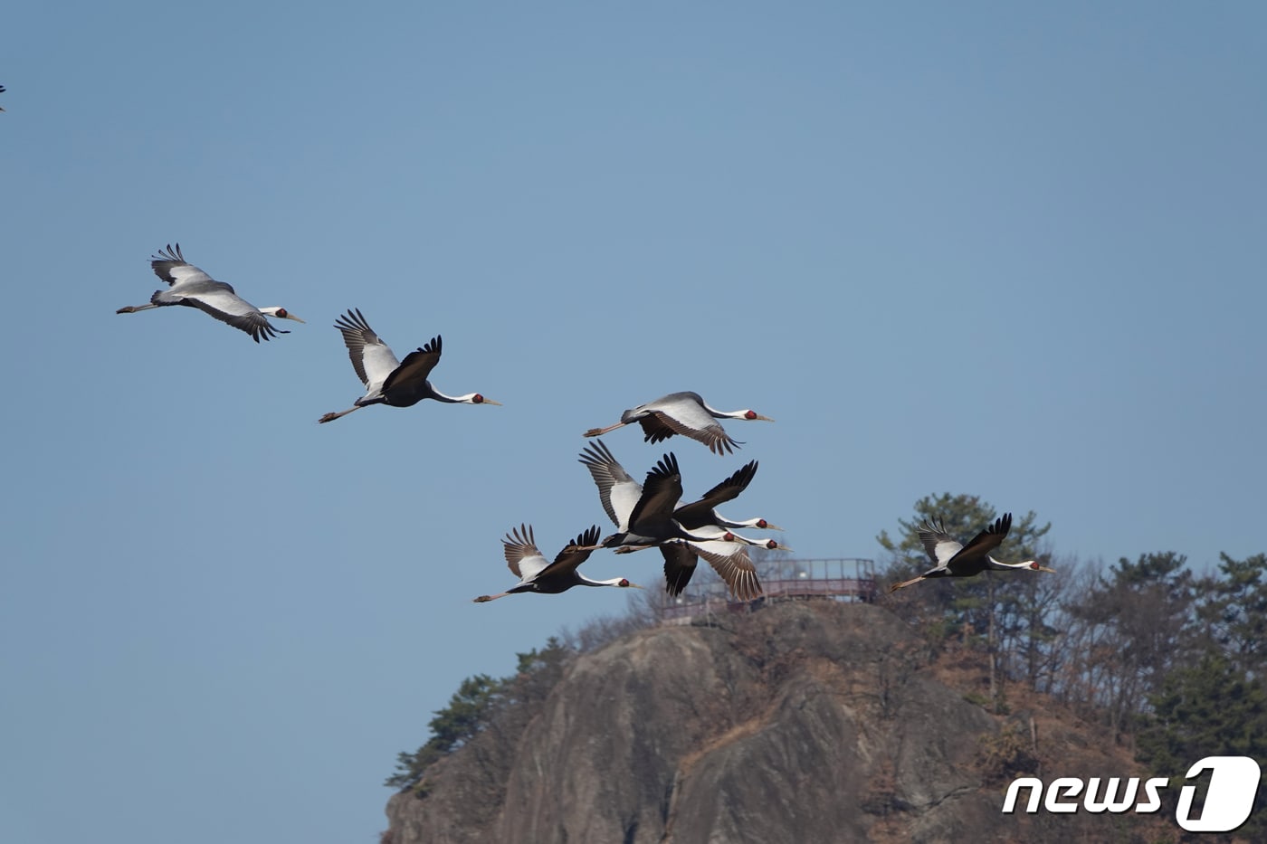 경남 김해시는 천연기념물 제203호 재두루미 150여 마리가 한림면 화포천습지를 찾아왔다고 밝혔다. 시에 따르면 화포천습지 일원에서 재두루미 무리가 집단을 이뤄 발견되기는 이번이 처음이다. 사진은 화포천습지를 찾아온 재두루미 모습. &#40;김해시 제공&#41; 2024.1.17/뉴스1 ⓒ News1 윤일지 기자