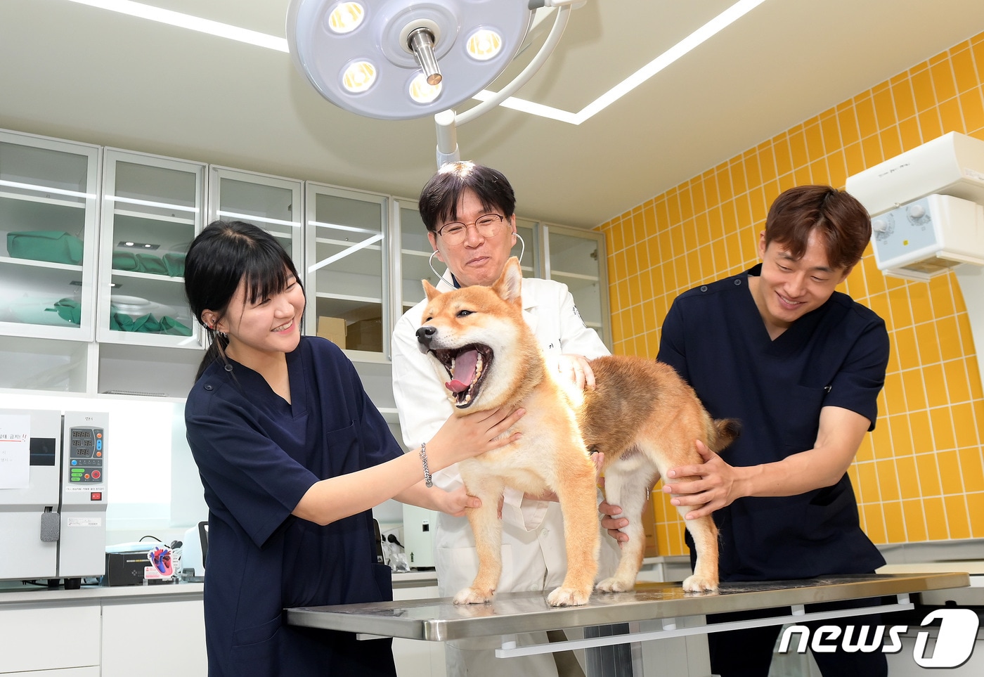 대구보건대 반려동물보건관리학과 학생들이 동물보건 실무 실습을 진행하는 모습. (대구보건대 제공)