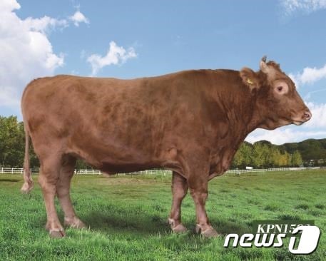 농촌진흥은 새해 한우 개량을 이끌 보증씨수소 20마리를 선발했다.(농진청 제공)2023.1.2./뉴스1