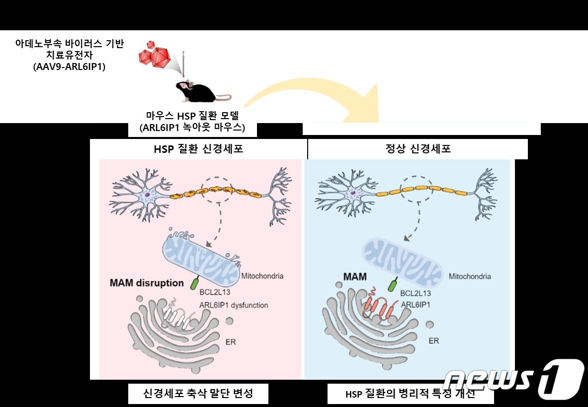 유전성 하지강직성 대마비 증후군의 원인 유전자인 ARL6IP1 유전자의 변이에 따른 병인 기전 규명 및 아데노부속 바이러스 기반 유전자 치료제 치료효능 검증 모식도. &#40;생명연 제공&#41;/뉴스1