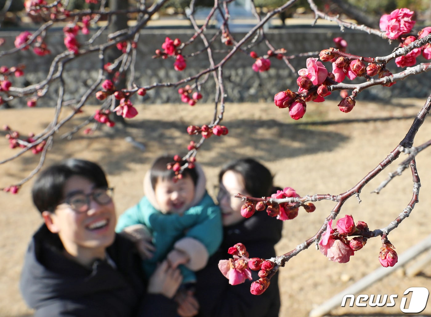 25일 오후 부산 남구 유엔기념공원을 찾은 한 가족이 봄의 전령 홍매화를 감상하고 있다. 2024.1.25/뉴스1 ⓒ News1 윤일지 기자