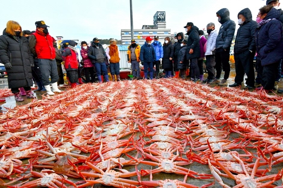 울진대게 축제.(코레일관광개발 제공)