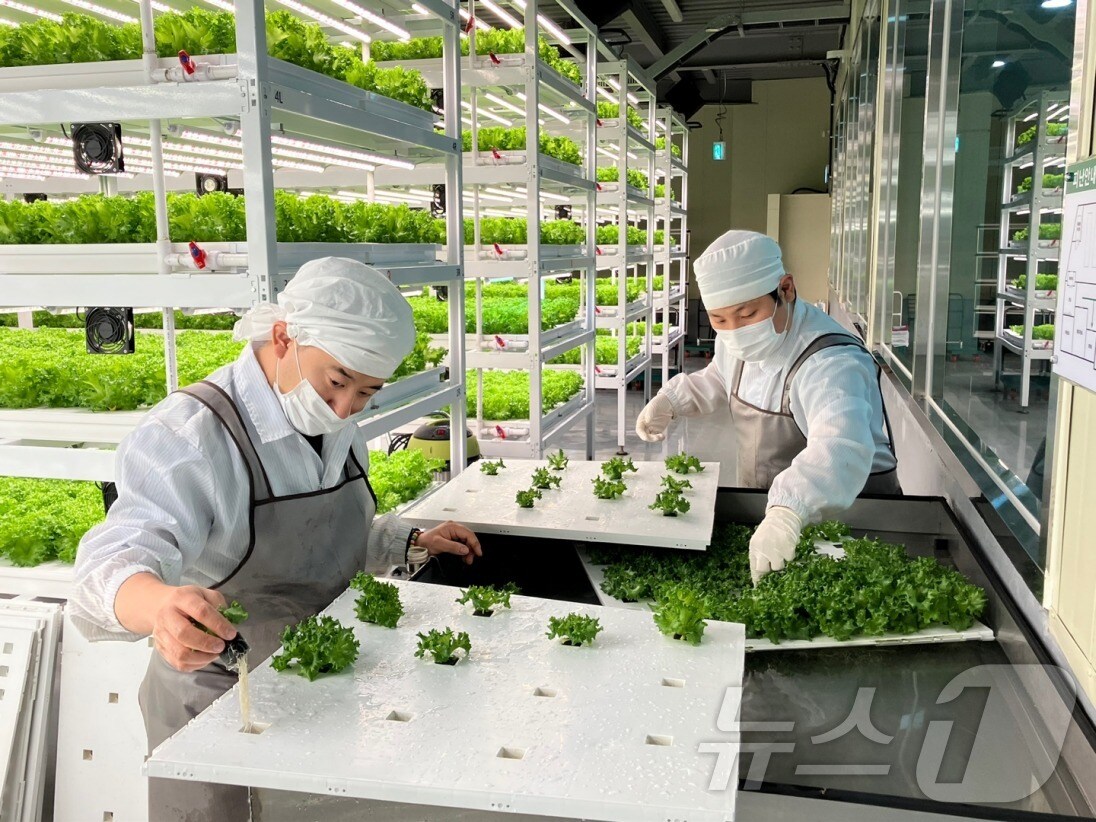 광주 가치만드소 입주 기업 직원들이 스마트팜에서 작업을 하고 있다.(장애인기업종합지원센터 제공)