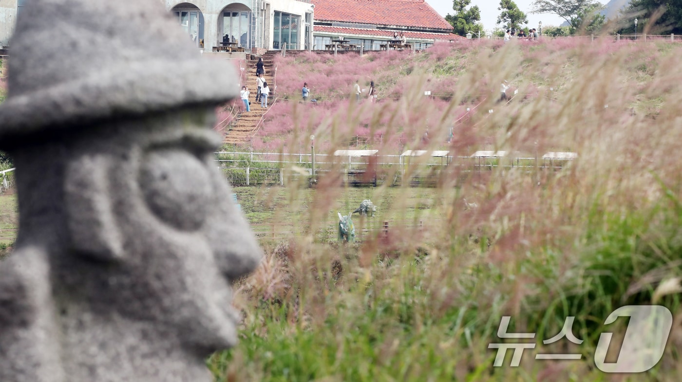 제주시 애월읍 새별오름 억새길 뒤로 핑크뮬리가 활짝 펴 시선을 끌고 있다. 2024.10.10/뉴스1 ⓒ News1