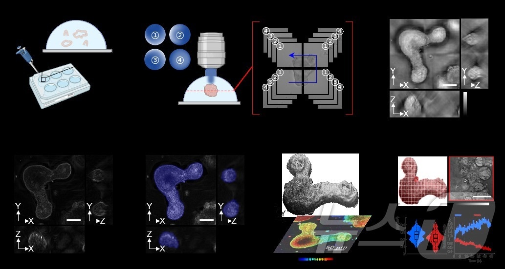 홀로토모그래피를 이용해 오가노이드의 3차원 형태 복원 및 정량적 분석 연구 흐름도. &#40;KAIST 제공&#41;/뉴스1