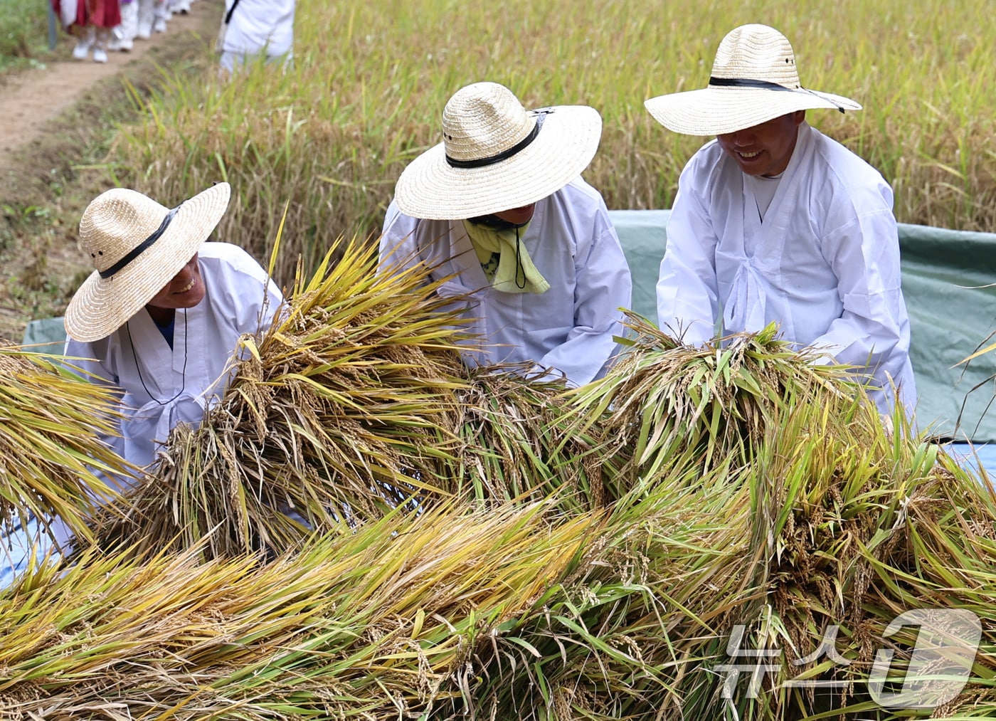 서울 양재천에서 전통복장을 한 참가자들이 벼를 수확하고 있다. 2024.10.15/뉴스1 ⓒ News1 구윤성 기자