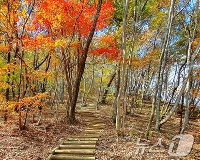 정읍 내장산 트레킹 코스  &#39;히든로드 오색단풍히든길&#39;&#40;정읍시 제공&#41;2024.10.19/뉴스1