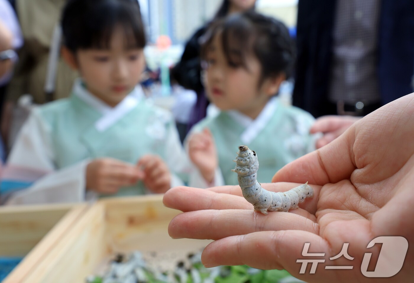 19일 서울 서초구 잠원로 잠원체육공원에서 열린 2024년 제10회 이웃과 함께하는 행복 한마당 잠원나루축제를 찾은 어린이들이 누에에게 뽕잎을 주고 관찰하고 있다. 잠원이란 명칭은 예부터 누에를 키워 비단실을 뽑던 지역 유래에서 시작된 것으로 이날 축제에는 알록달록한 컬러 누에를 관찰하는 것을 비롯해 명주실 뽑기 체험과 왕비 친잠 재현을 비롯해 다양한 놀이마당이 펼쳐졌다. 2024.10.19/뉴스1 ⓒ News1 박정호 기자