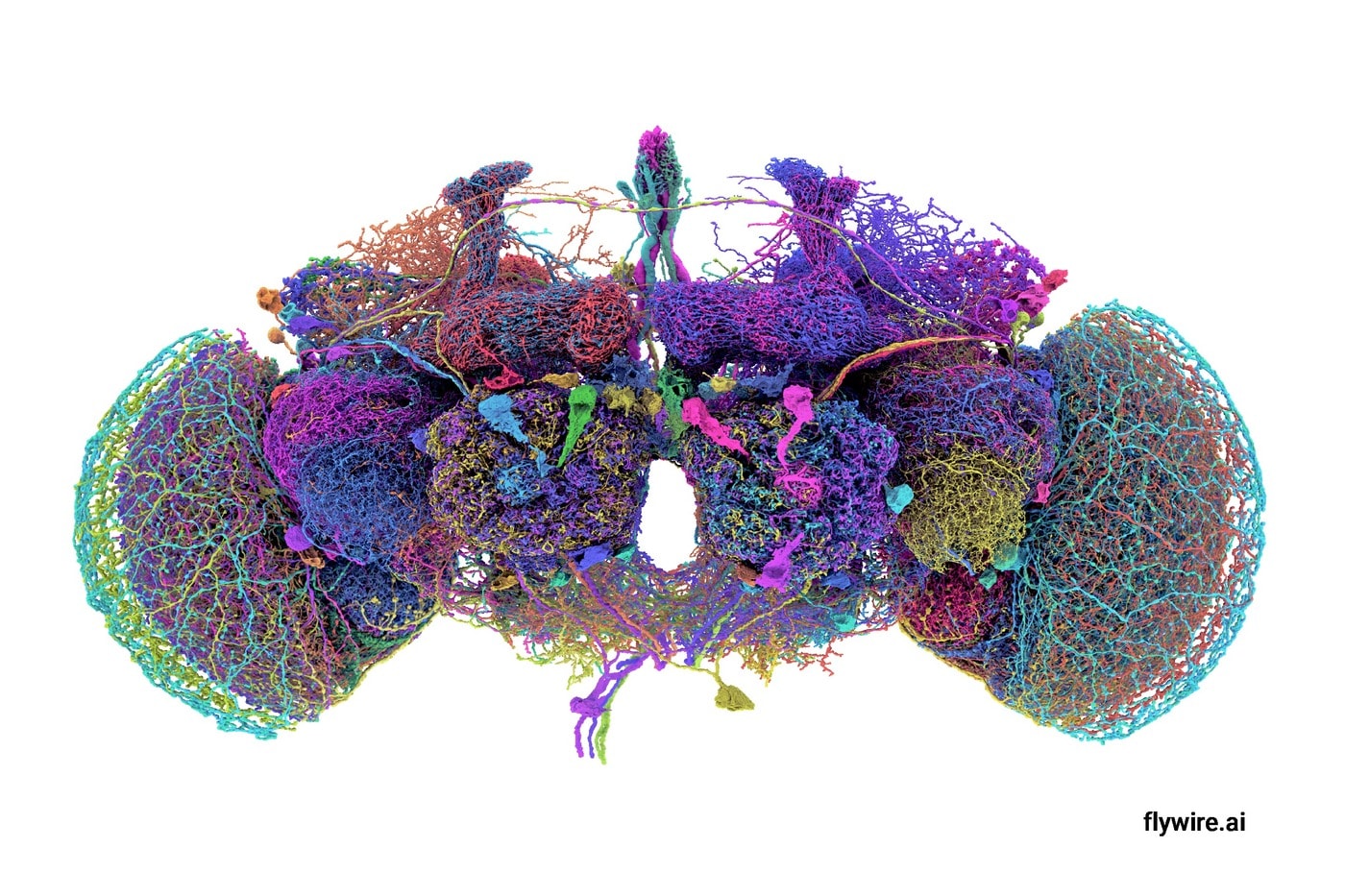 프린스턴대 연구진이 구축한 초파리 성체 뇌 신경망 3D 지도(Credit: Tyler Sloan and Amy Sterling for FlyWire, Princeton University)/뉴스1