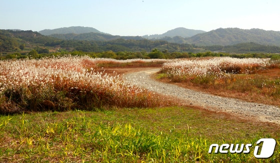  22일 충북 충주시는 오는 26~27일 앙성면 비내섬 일원에서 2024 비내섬 축제를 연다고 밝혔다. 사진은 비내섬의 가을 풍경.&#40;자료사진&#41;/뉴스1