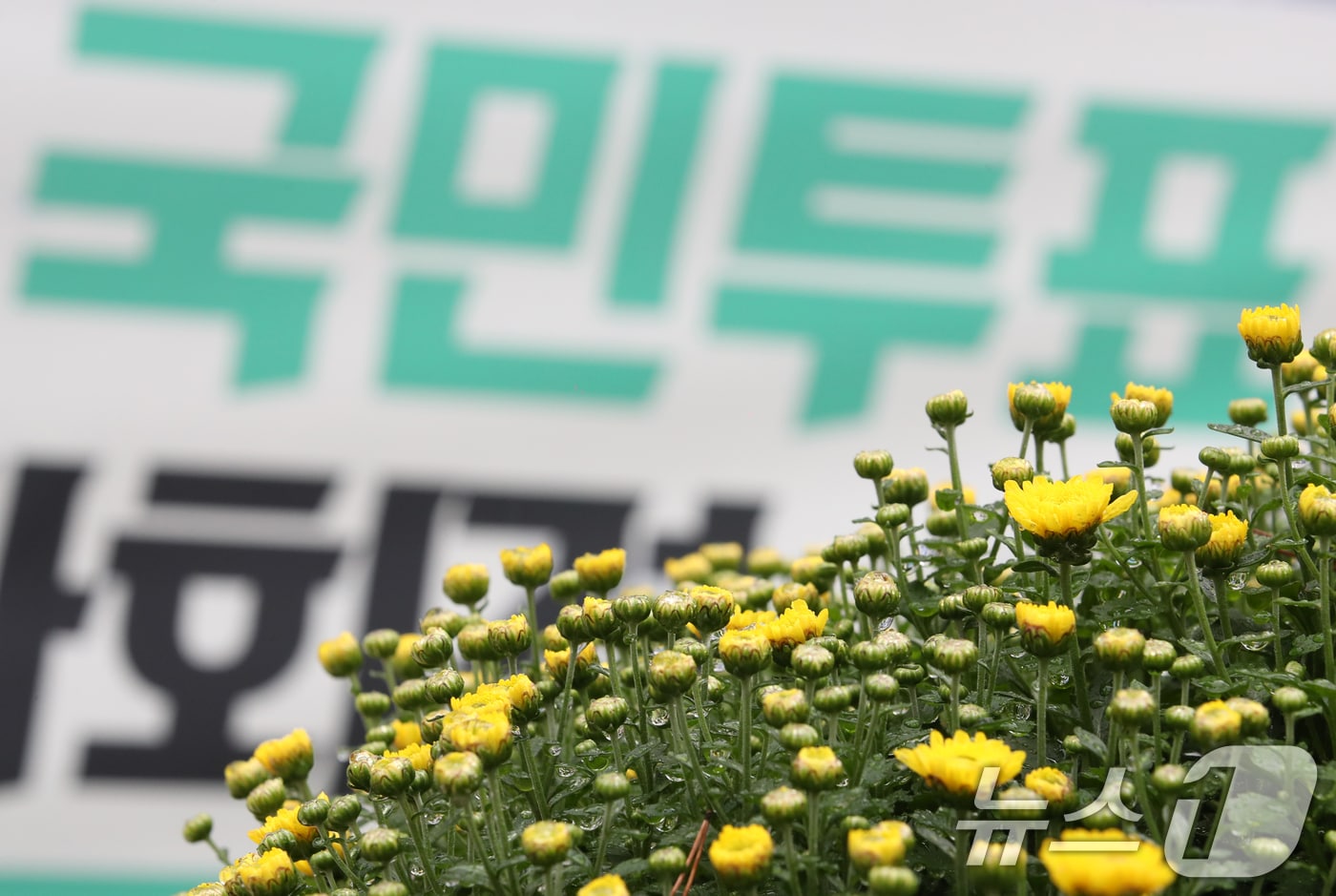 대구에서 진보당이 윤석열 대통령 퇴진 찬반을 묻는 투표를 시작했다. 사진은 지난 22일 윤석열 퇴진 투표 돌입선포 기자회견이 열린 대전시청 앞. 2024.10.22/뉴스1 ⓒ News1 자료 사진