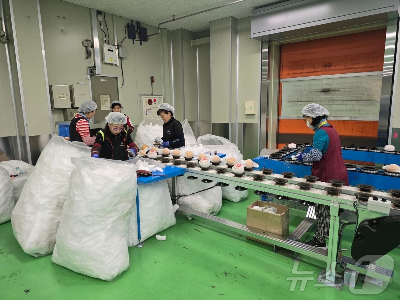 전북 남원의 &#39;춘향골 배&#39;가 대만 수출길에 오른 가운데 한 농가에서 배 선별 작업이 이뤄지고 있다.&#40;남원시 제공&#41;/뉴스1 