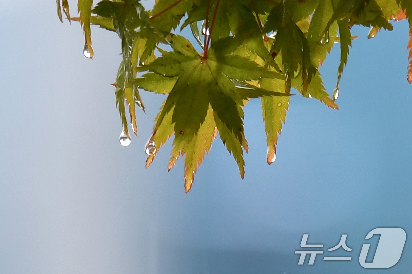 가을비가 내린 22일 오전 경북 포항시 남구 포항시청 화단의 단풍나무 잎에 빗방울이 송글송글 맺혔다. 2024.10.22/뉴스1 ⓒ News1 최창호 기자