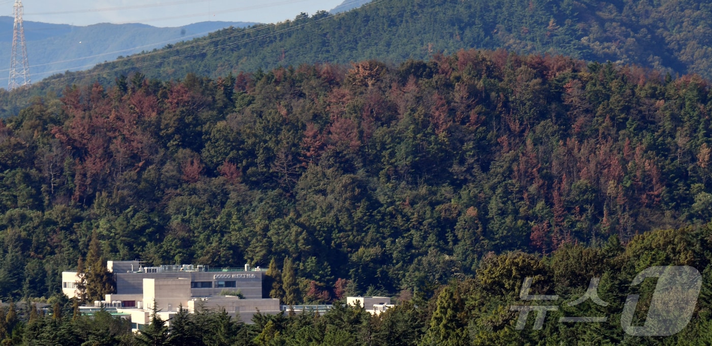 충남 홍성에서 최근 소나무재선충병 감염목이 추가로 확인돼 군이 긴급 방제 조치에 나섰다. 재선충 감염된 소나무들이 붉게 변해 있다. /뉴스1 ⓒ News1 최창호 기자