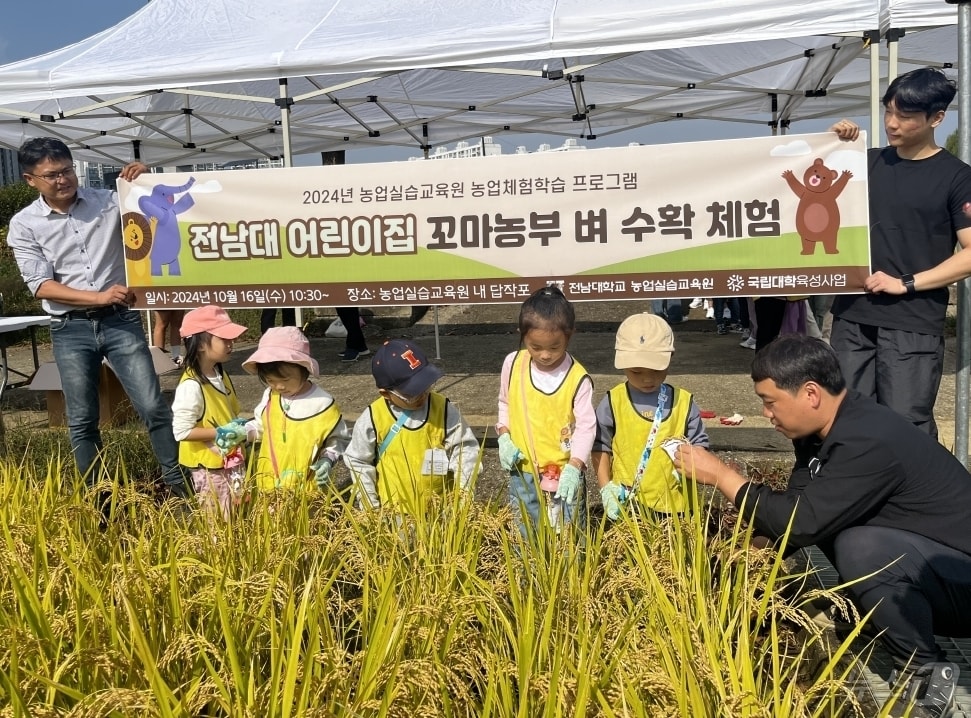 전남대가 교내 실험답작포에서 꼬마농부 벼 수확 체험 프로그램을 갖고 전남대 어린이집 원아 30여명이 교사 인솔 하에 수확 체험을 하고 있다.&#40;전남대 제공&#41;2024.10.24./뉴스1