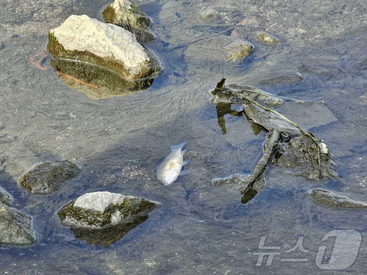 29일 오전 북구 임동 서방천 인근에서 물고기 400여 마리가 죽은 채 발견돼 북구 등 관계당국이 방재작업을 하고 있다.&#40;광주 북구 제공&#41;2024.10.29/뉴스1