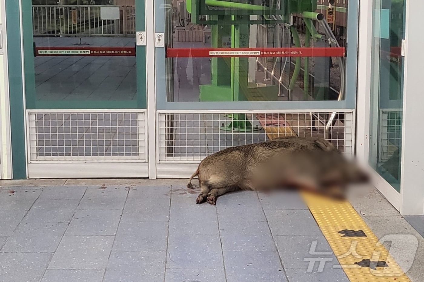 지난해 부산 도시철도 호포역에 출몰한 멧돼지가 난동을 부려 30대 남성 1명이 다치고 지하철역이 파손되는 사고가 났다. 멧돼지는 경찰과 실탄에 의해 같은 날 오후 5시 44분쯤 사살됐다.(독자제공) 2024.10.30/뉴스1