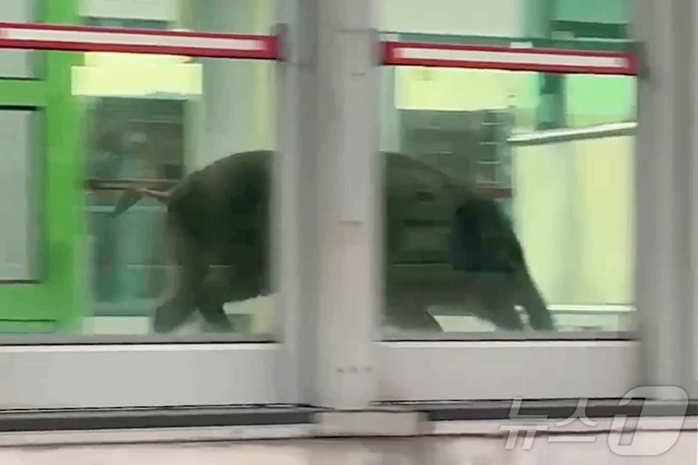 29일 오후 4시 45분쯤 부산 도시철도 호포역에서 멧돼지가 난동을 부려 30대 남성 1명이 다치고 지하철역이 파손되는 사고가 났다. 자료사진 .(독자제공) 2024.10.30 ⓒ 뉴스1 장광일 기자