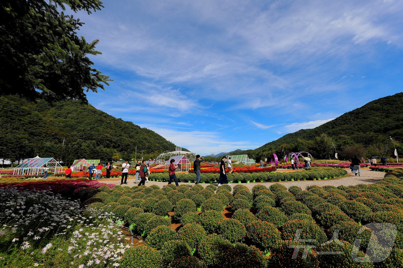 지난해 10월 5일 강원 인제 북면 용대리에서 열린 제6회 인제 가을꽃축제장을 찾은 관람객들이 여유로운 주말을 보내고 있다. (인제군 제공) 2024.10.5/뉴스1