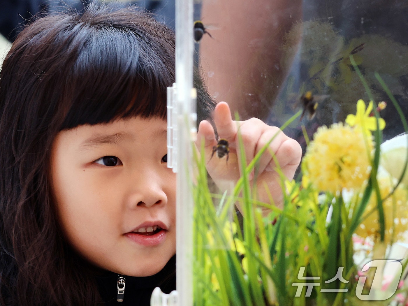 6일 완주군 고산자연휴양림 일대에서 열린 와일드앤로컬푸드축제를 찾은 어린이가 양봉벌 체험을 하고 있다. (완주군 제공) 2024.10.6/뉴스1 ⓒ News1 박지혜 기자