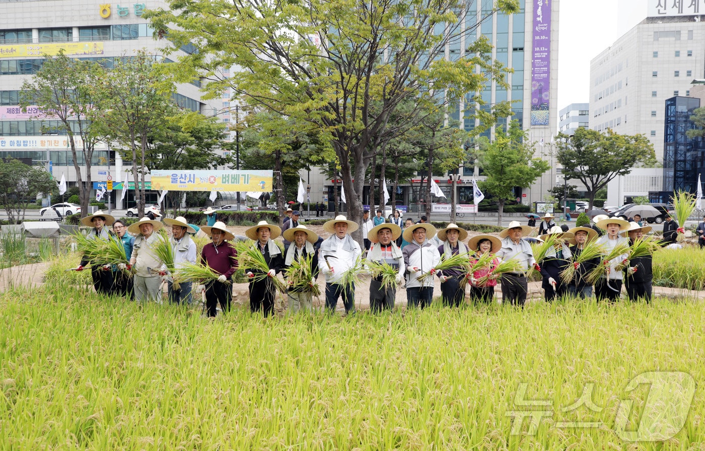 울산시는 7일 청사 내 텃논에서 김두겸 울산시장 등 관계자가 참석한 가운데 벼 베기 행사를 진행하고 있다.2024.10.7/뉴스1 ⓒNews1 김지혜 기자