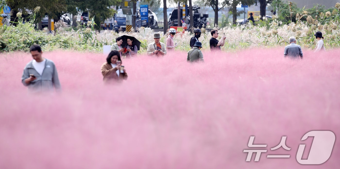 절기상 한로인 8일 오후 부산 강서구 대저생태공원을 찾은 시민들이 활짝 핀 핑크뮬리를 감상하고 있다. 2024.10.8/뉴스1 ⓒ News1 윤일지 기자