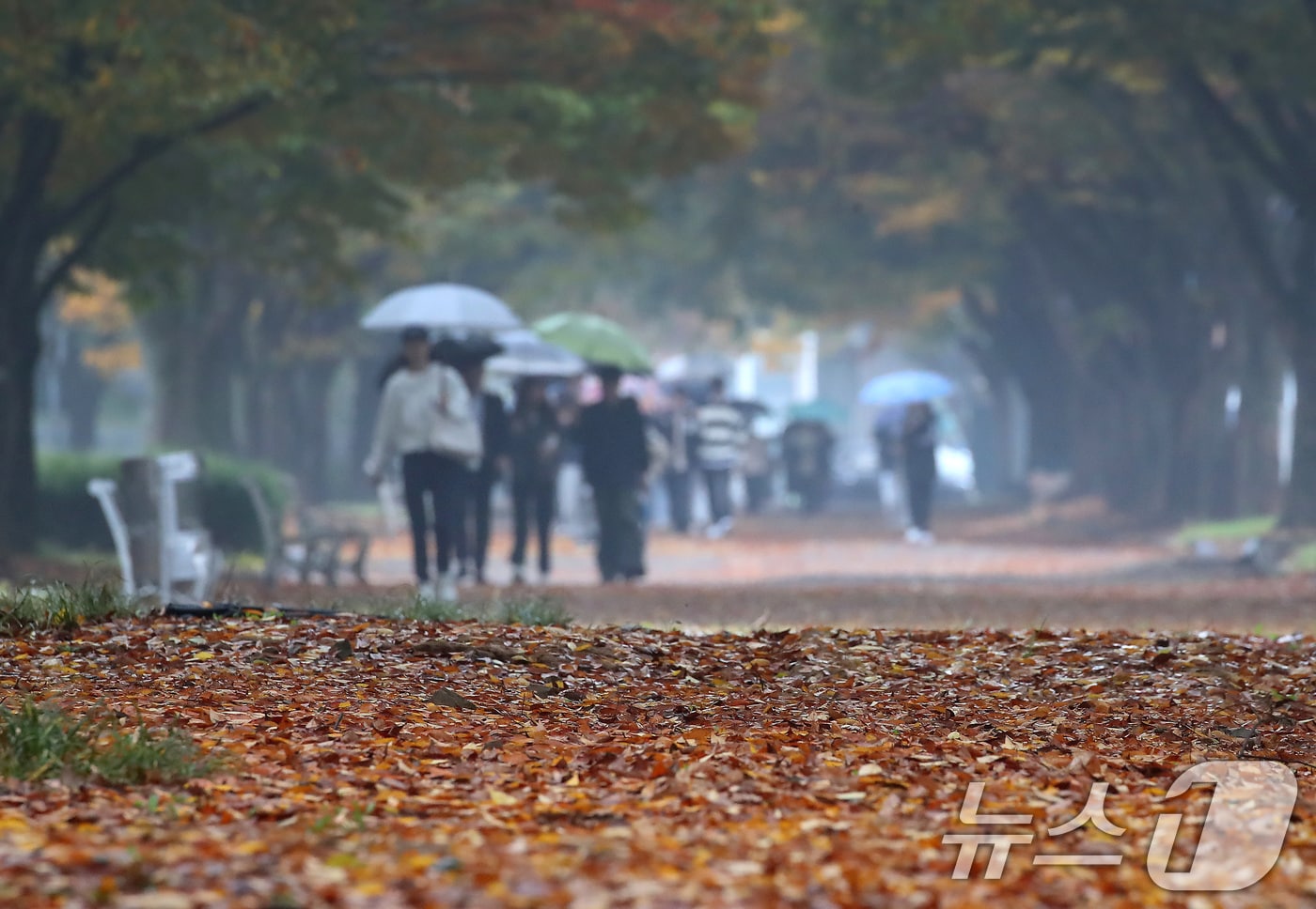 가을비가 내린 1일 대구대학교 경산캠퍼스에 낙엽이 쌓이고 있다.  &#40;자료사진&#41; 2024.11.1/뉴스1 ⓒ News1 공정식 기자