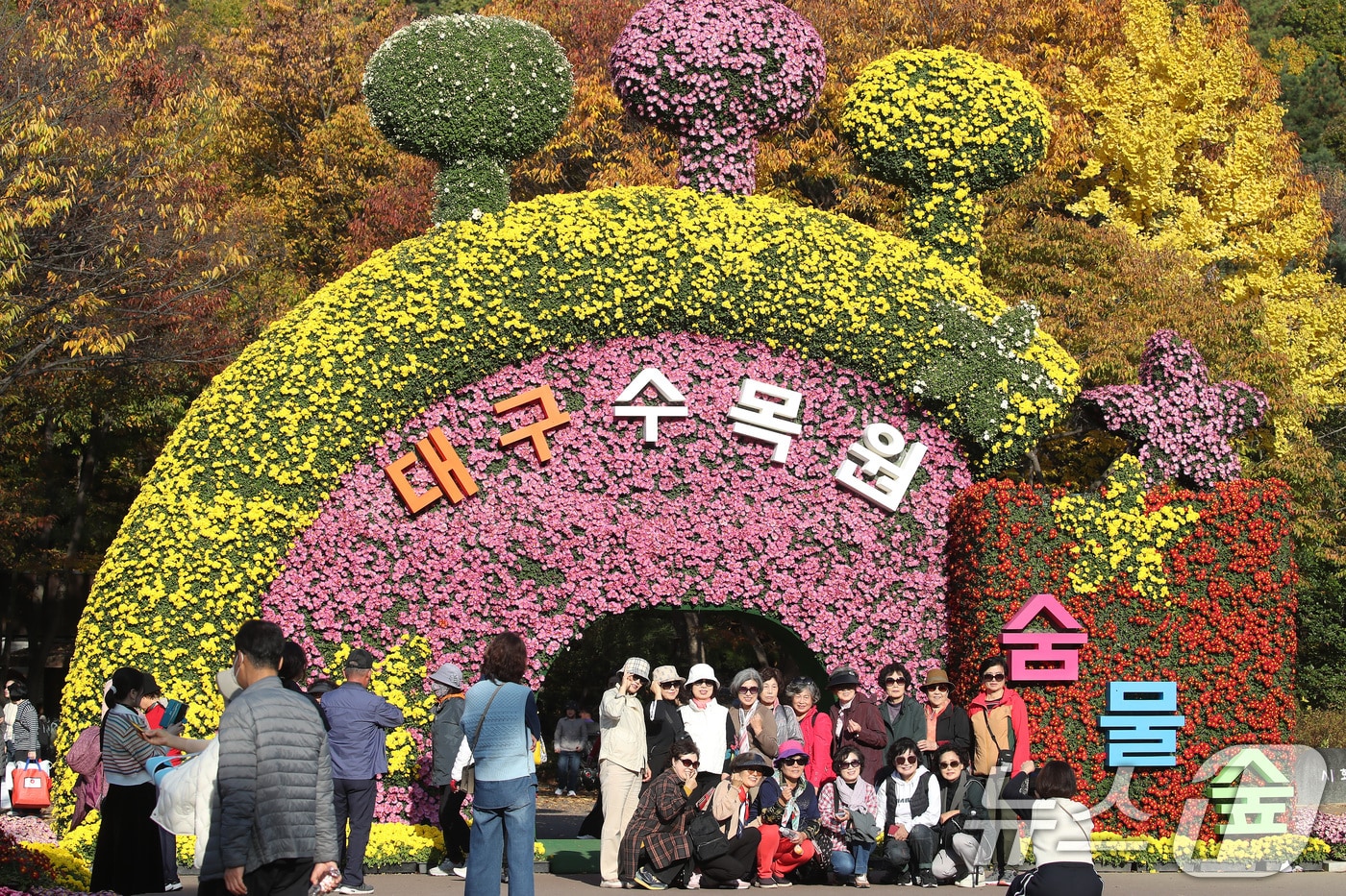 지난해 11월11일 대구 달서구 대구수목원에서 열린 국화전시회를 찾은 시민들이 활짝 핀 국화를 배경으로 사진을 찍으며 가을을 만끽하고 있다. 2024.11.11/뉴스1 ⓒ News1 공정식 기자