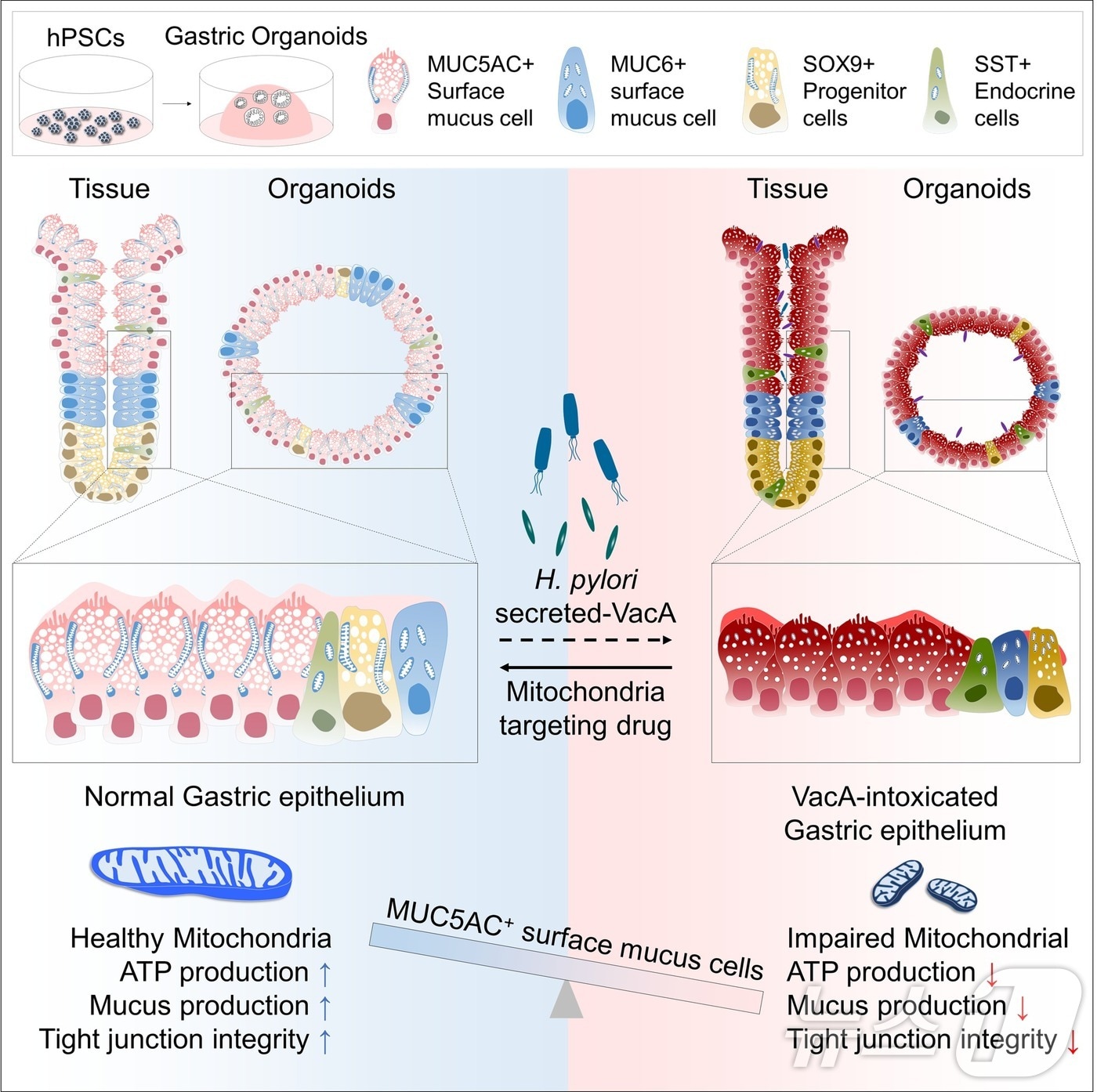 핼리코박터 파일로리 감염과 VacA 독소 노출 시 인산화효소(키네이스) 저해제의 효능 모식도.(KRIBB 제공)/뉴스1