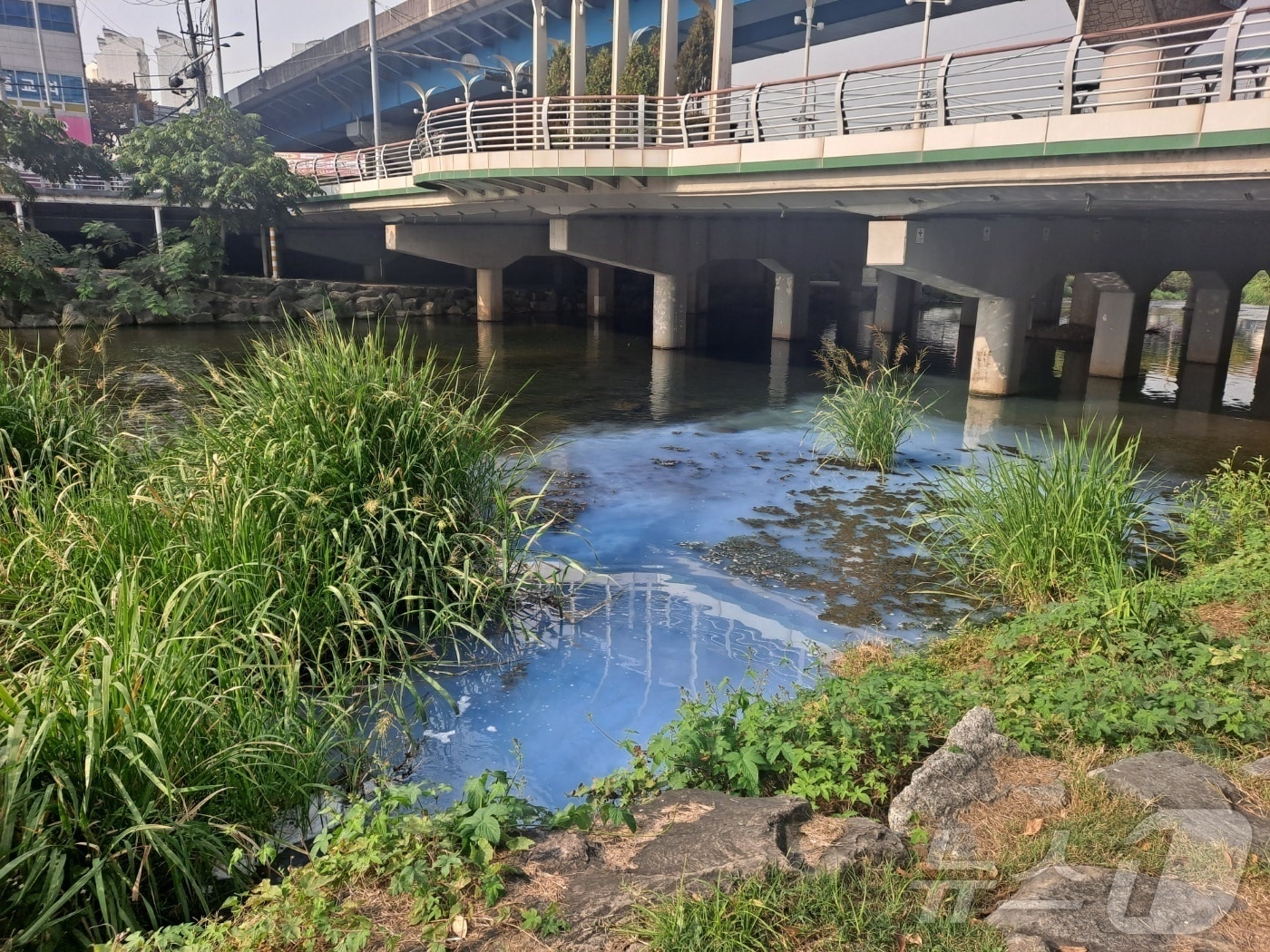 12일 오전 10시 20분쯤 광주 동구 남광주시장 남광교 하부 광주천에 파란색 액체가 떠 있다는 신고가 접수됐다. 당국은 인근 아파트 도장공사 중 페인트가 유출된 것으로 보고 경위를 조사 중이다. &#40;광주 동구 제공&#41; 2024.11.12/뉴스1 