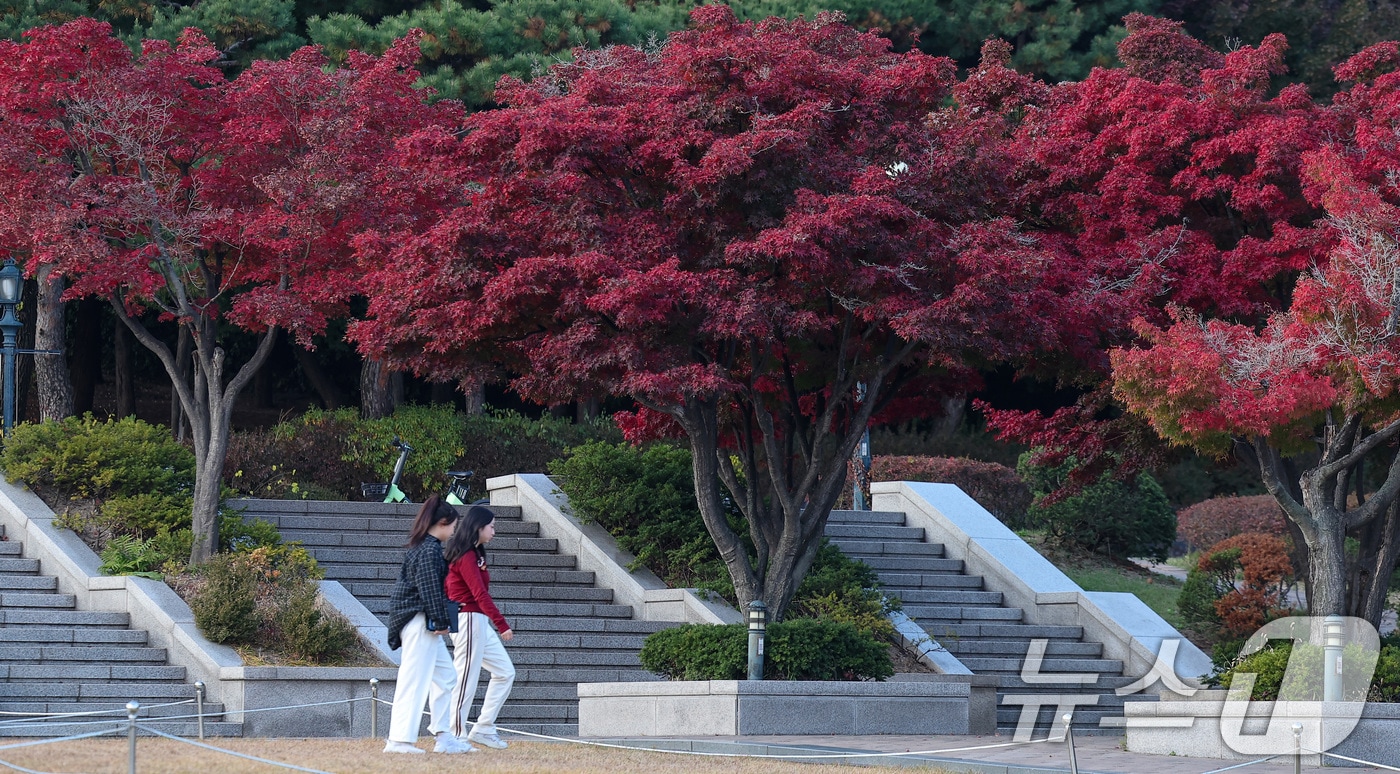 온화한 날씨를 보인 12일 서울 성북구 고려대학교에서 학생들이 발걸음을 옮기고 있다. 2024.11.12/뉴스1 ⓒ News1 김성진 기자