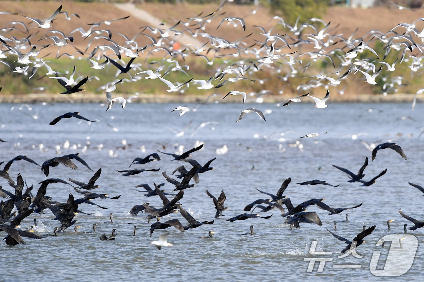 포항 시민의 식수원인 형산강 상수원보호구역에서  가마우지와 갈매기들이 날아오르고 있다.(뉴스1 자료, 재판매 및 DB금지) 2026.4.1/뉴스1 최창호 기자