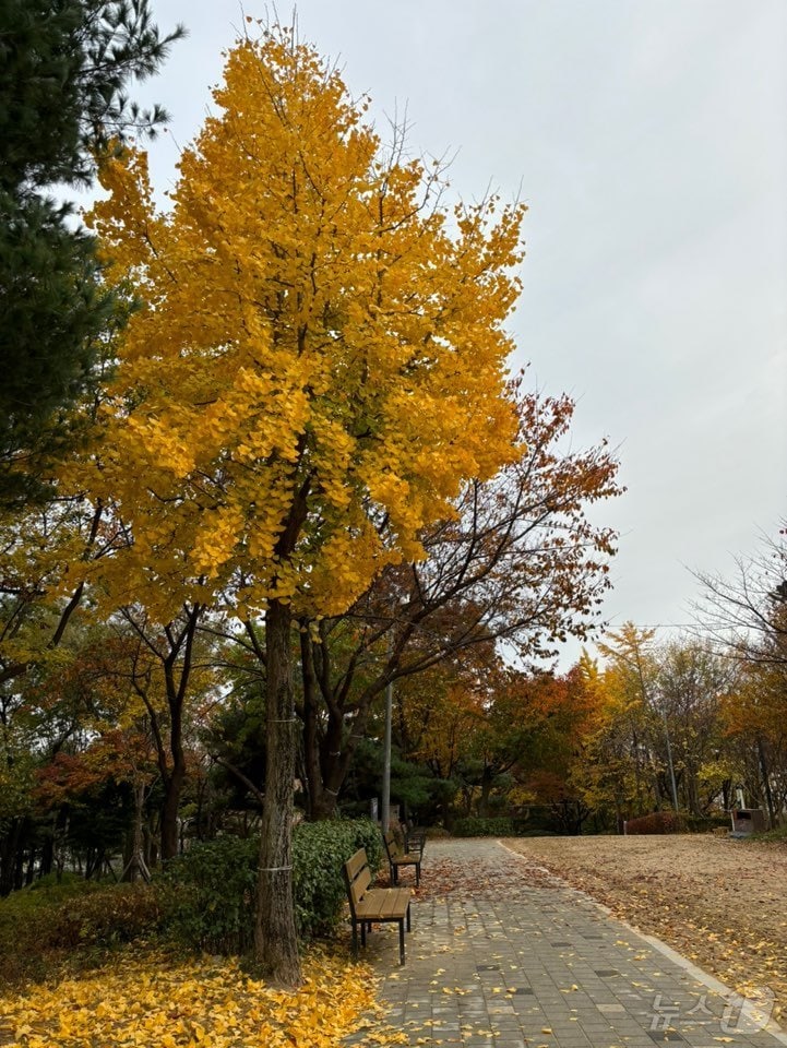 17일 오후 수도권 한 공원의 은행나무가 늦가을 정취를 보여주고 있다. &#40;사진=독자제공&#41;