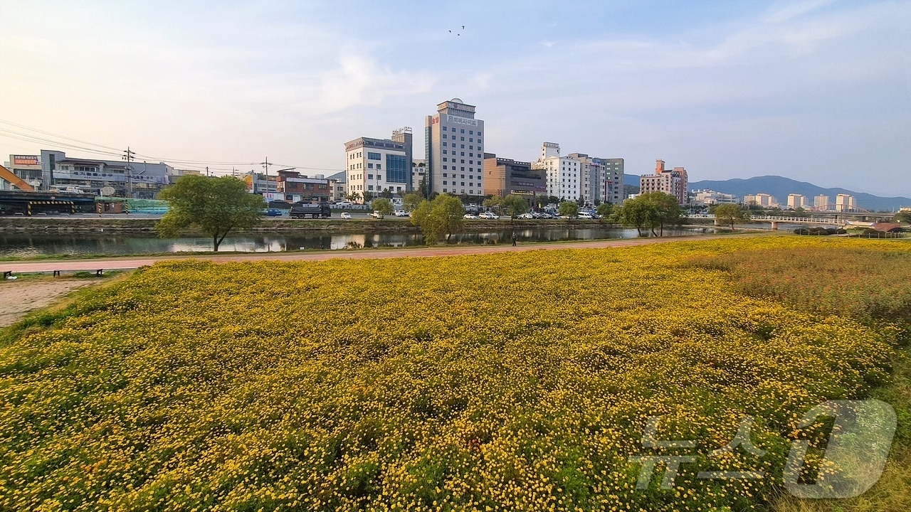 보령 대천천 전경/뉴스1