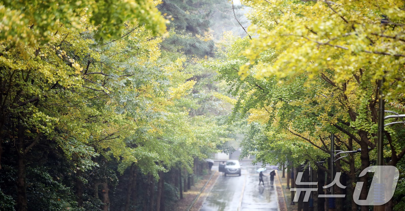 제주대학교 캠퍼스에서 도민들이 뒤늦게 물들고 있는 은행나무길을 걸으며 늦가을 정취를 즐기고 있다. 2024.11.24/뉴스1 ⓒ News1 오현지 기자