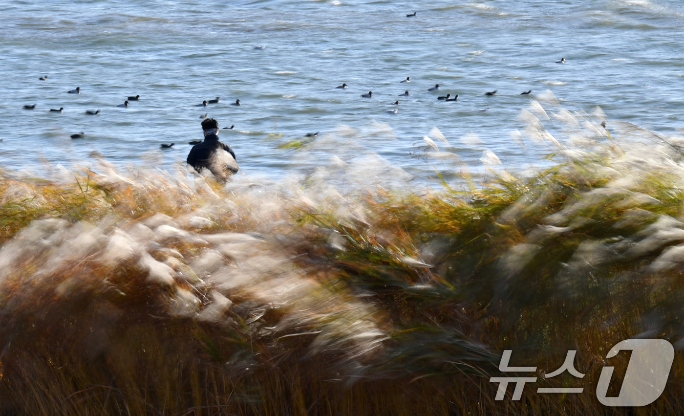 경북 포항시 남구 형산강변에 심어진 갈대 ⓒ News1 최창호 기자